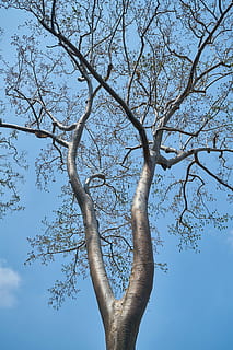 tree, high, blue, landscape, trees, forest, environmental, background, plant, beautiful, great, mountain, highland, sky, nature, spring, autumn, open air, branch, low angle view, day, beauty in nature, bare tree, outdoors, trunk, tree trunk, no people, tranquility, growth, cloud - sky, scenics - nature, sunlight, directly below, tree canopy, 5K, CC0, public domain, royalty free