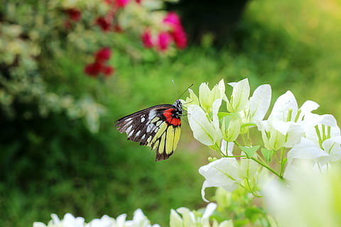 papillon, fleur, statique, plante à fleurs, thèmes animaux, plante, la faune des animaux, insecte, animal, invertébré, beauté dans la nature, animaux à l'état sauvage, fragilité, un animal, fraîcheur, vulnérabilité, tête de fleur, pétale, fermer, croissance, la nature, aile des animaux, pollinisation, papillon - insecte, personne, en plein air, printemps, 5K, CC0, domaine public, libre de droits