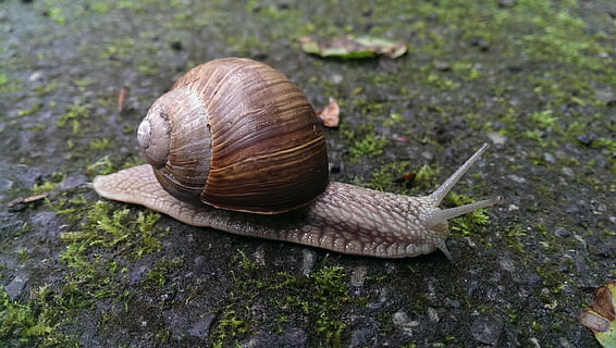 cargol, closca, naturalesa, cargol, shell, gasteròpode, un animal, closca d’animals, temes d'animals, vida salvatge, mol·lusc, fauna animal, animal, invertebrat, animals a la natura, dia, primer pla, cap gent, antena animal, centrar-se en primer pla, rastreig, a l'aire lliure, marró, 2K, CC0, domini públic, lliure de regalies