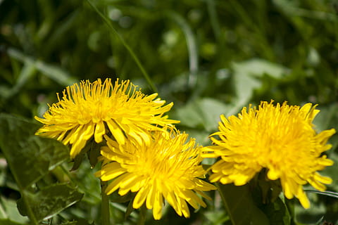primavera, flors, planta, flor, florir, groc, flors grogues, ranuncle, tancar, flor groga, dent de lleó, prat, planta amb flors, frescor, cap de flor, bellesa a la natura, fragilitat, vulnerabilitat, pètal, creixement, primer pla, inflorescència, naturalesa, cap gent, centrar-se en primer pla, dia, a l'aire lliure, enfocament selectiu, 4K, CC0, domini públic, lliure de regalies