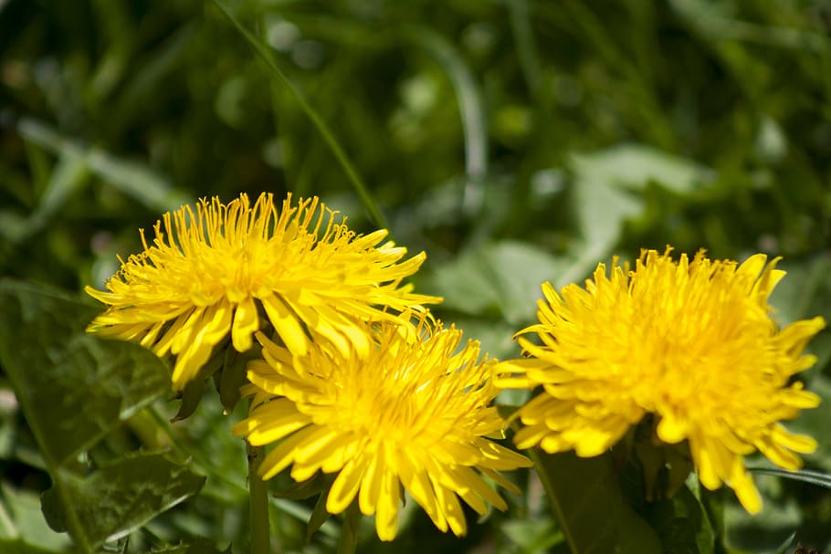 primavera, flors, planta, flor, florir, groc, flors grogues, ranuncle, tancar, flor groga, dent de lleó, prat, planta amb flors, frescor, cap de flor, bellesa a la natura, fragilitat, vulnerabilitat, pètal, creixement, primer pla, inflorescència, naturalesa, cap gent, centrar-se en primer pla, dia, a l'aire lliure, enfocament selectiu, 4K