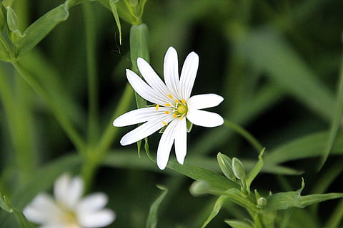 Blume, Frühling, Weiß, blühen, Natur, Gras, Makro, große Mauer, Pflanze, Sommer-, Blütenblatt, Nahansicht, blühende Pflanze, Frische, Schönheit in der Natur, weiße Farbe, Zerbrechlichkeit, Wachstum, Verletzlichkeit, Blütenstand, Blütenkopf, Gänseblümchen, keine Leute, Botanik, Pollen, draußen, 5K, CC0, gemeinfrei, lizenzfrei