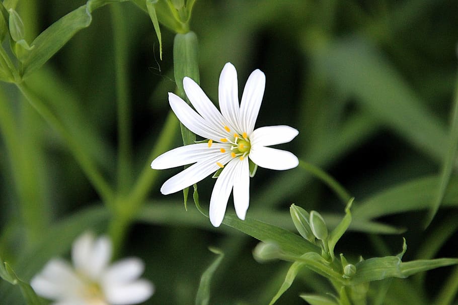 flor, primavera, blanc, florir, naturalesa, herba, macro, Gran Muralla, planta, estiu, pètal, primer pla, planta amb flors, frescor, bellesa a la natura, Color blanc, fragilitat, creixement, vulnerabilitat, inflorescència, cap de flor, margarida, cap gent, botànica, pol·len, a l'aire lliure, 5K