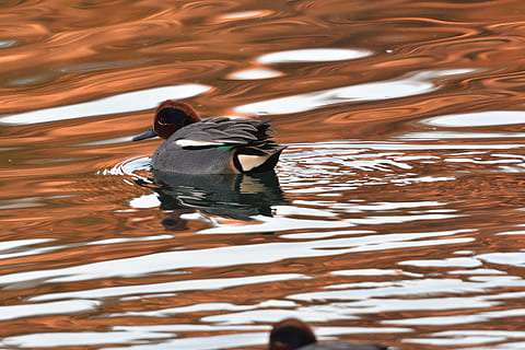 aguas, reflexión, estanque, pájaro, Pato, trullo, bucle común, agua, temas de animales, fauna animal, animales en la naturaleza, animal, lago, vertebrado, ondulado, un animal, nadando, naturaleza, frente al mar, movimiento, aves de corral, día, AVE acuática, nadie, al aire libre, 5K, CC0, dominio público, libre de derechos