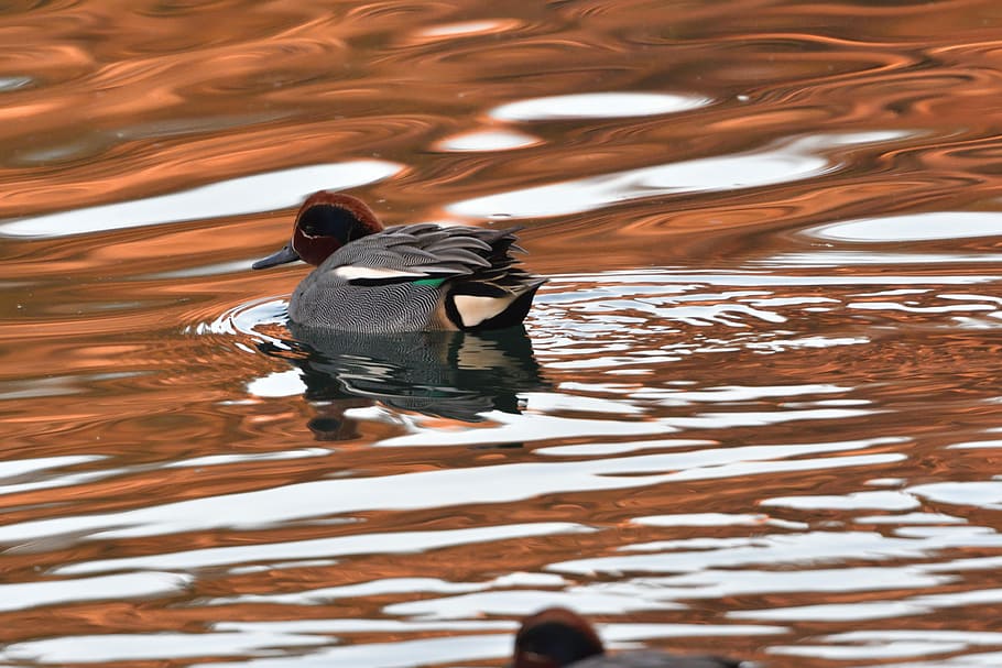aigües, reflexió, estany, ocell, ànec, verd blavós, bucle comú, aigua, temes d'animals, fauna animal, animals a la natura, animal, llac, vertebrats, ondulat, un animal, nedar, naturalesa, davant del mar, moviment, aus de corral, dia, ocell aquàtic, cap gent, a l'aire lliure, 5K