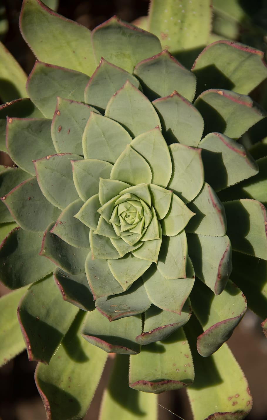 suculento, verde, roseta, círculos, padronizar, folhagem, jardim, Austrália, plantar, planta suculenta, beleza na natureza, crescimento, cor verde, flor, fechar-se, planta com flores, natureza, parte da planta, folha, ninguém, frescura, dia, cabeça de flor, inflorescência, cacto, fragilidade, visão de alto ângulo, vulnerabilidade, ao ar livre, 2K