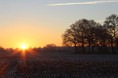 sunrise, winter, sun, tree, landscape, morgenstimmung, skies, sky, nature, cold, morning, frost, morning sun, icy, winter dream, roma table, stubble, frozen, mood, wintry, sunset, plant, beauty in nature, tranquility, tranquil scene, scenics - nature, field, environment, land, cold temperature, orange color, no people, sunlight, non-urban scene, outdoors, lens flare, 5K, CC0, public domain, royalty free