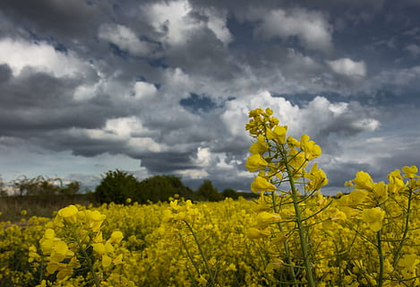 Raps, Feld, dramatisch, Wolken, dramatische Wolken, Acker-, Gelb, Natur, Landschaft, Frühling, blühen, Bereich der Raps, Rapsöl, Pflanze, Himmel, Rapsblüte, Landwirtschaft, Ernte, Blume, wolke - himmel, Schönheit in der Natur, blühende Pflanze, Land, ländliche Szene, Frische, Szenen - Natur, Wachstum, Umgebung, Senf Pflanze, keine Leute, draußen, 4K, CC0, gemeinfrei, lizenzfrei