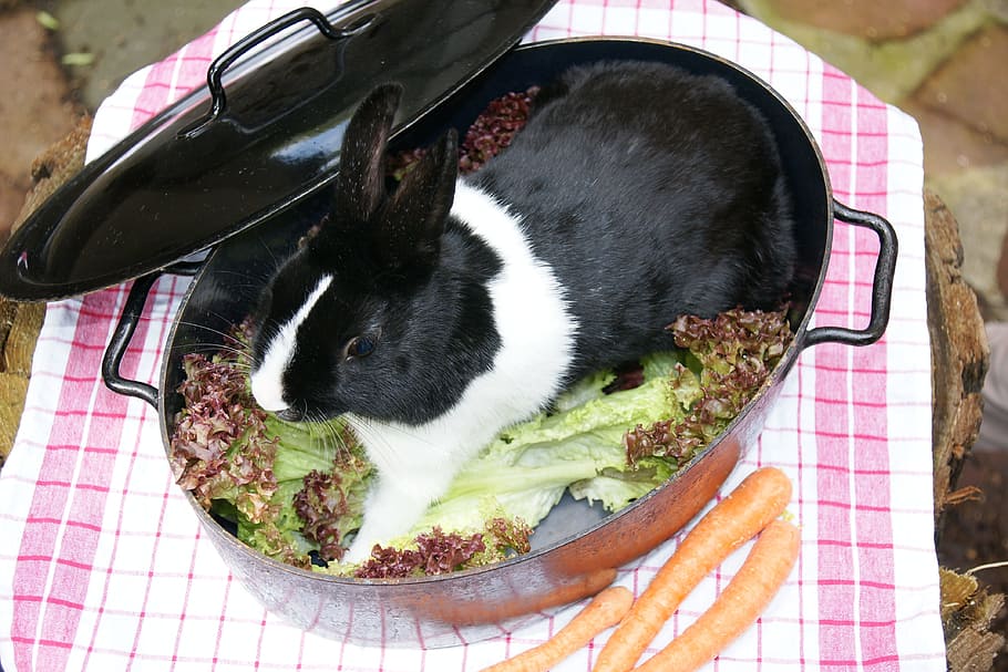 hare, kanin, sort, hvid, gryde, grøntsager, kæledyr, indenlandske, et dyr, husdyr, pattedyr, hvirveldyr, ingen mennesker, dag, høj vinkel visning, mad, tæt på, sort farve, gnaver, mad og drikke, udendørs, portræt, dyreliv, bakkenbart, 4K