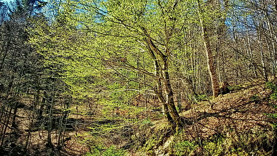 árvore, beira da estrada, montanhas, montanha, Primavera, árvore em abril, natureza desperta, plantar, floresta, terra, tranquilidade, crescimento, natureza, beleza na natureza, ninguém, cena tranquila, dia, ramo, cena não urbana, scenics - natureza, tronco de árvore, tronco, ao ar livre, meio Ambiente, visão de baixo ângulo, 1080P, CC0, domínio público, royalty free