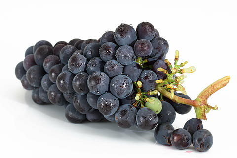 bundel anggur ungu, anggur, banyak, buah, pemeliharaan anggur, manis, merah, matang, panen, ungu, pokok anggur, pertanian, berair, gugus, kebun anggur, selentingan, jus, biru, pencuci mulut, sehat, vitamin, diet, kebersamaan, kohesi, tim, kelompok, harmoni, kerja tim, blueberry, makanan dan minuman, makanan, makanan manis, tembakan studio, warna hitam, makan sehat, kesegaran, buah berry, latar belakang putih, kesejahteraan, dalam ruangan, tidak ada orang, anggur merah, merapatkan, memotong, masih hidup, antioksidan, pembuatan anggur, 5K, CC0, domain publik, bebas royalti