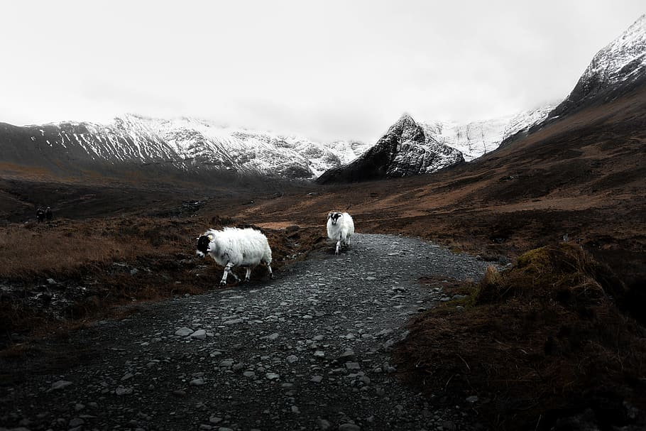 fe, puljer, to, hvid, væddere, hen ad, grå, grusvej, Brun, almindeligt, områder, værger, fairy pools, bjerg, får, bakke, sti, Snowcap, dyr, natur, husdyr, dyr og kæledyr, udendørs, landlige scene, bondegårdsdyr, pattedyr, landskab, gård, græsning, græs, scenics, landbrug, sne, dyre temaer, indenlandske, gruppe af dyr, scenics - natur, kæledyr, himmel, vinter, skønhed i naturen, kold temperatur, dag, hvirveldyr, miljø, bjergkæde, ingen mennesker, snedækket bjerg, 4K