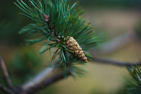 cone, conifer, coniferous, nature, tree, coniferous Tree, needle - Plant Part, branch, fir Tree, evergreen Tree, pine Tree, close-up, pine Cone, plant, green Color, selective focus, day, no people, one animal, animal, animal wildlife, animal themes, animals in the wild, growth, pinaceae, outdoors, 4K, CC0, public domain, royalty free