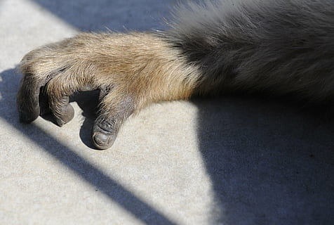 mico, braç de mico, äffchen, animals, animal, mamífer, temes d'animals, un animal, gat, animals domèstics, mascotes, felí, nacional, vertebrats, gat domèstic, part del cos dels animals, cap gent, relaxació, ombra, vista d’angle alt, la pota, llum solar, primer pla, cames d’animal, 2K, CC0, domini públic, lliure de regalies