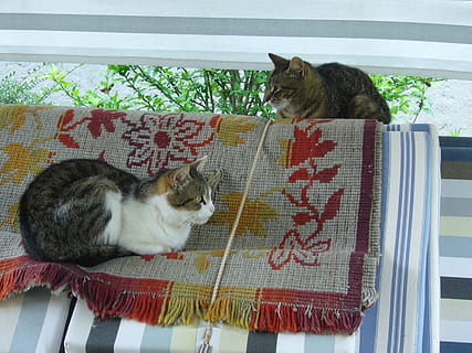 Katze, Tier, zwei, katzenartig, Hauskatze, Haustiere, inländisch, Säugetier, Tierthemen, Wirbeltier, ein Tier, Text, Entspannung, keine Leute, Whisker, drinnen, Wohngebäude, Sitzung, 720P, CC0, gemeinfrei, lizenzfrei