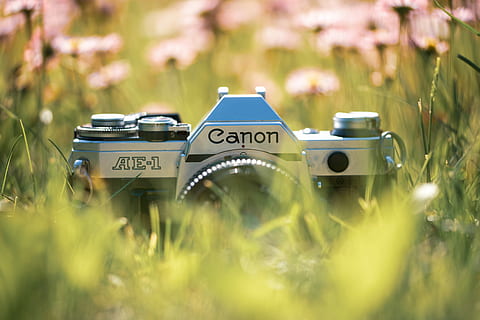 cànon de plata ae, ae-1, càmera slr, gris, canon ae, càmera, verd, herba, cànon, flors silvestres, vell, analògic, flor, bokeh, vintage, sol, primavera, primer pla, per a l'amant dels cànons, llum de fons, pel·lícula, enfocament selectiu, planta, comunicació, text, tecnologia, temes de fotografia, camp, dia, naturalesa, cap gent, terra, guió occidental, equip fotogràfic, a l'aire lliure, color verd, càmera - equip fotogràfic, nombre, tecnologia sense fils, càmera digital, 5K, CC0, domini públic, lliure de regalies