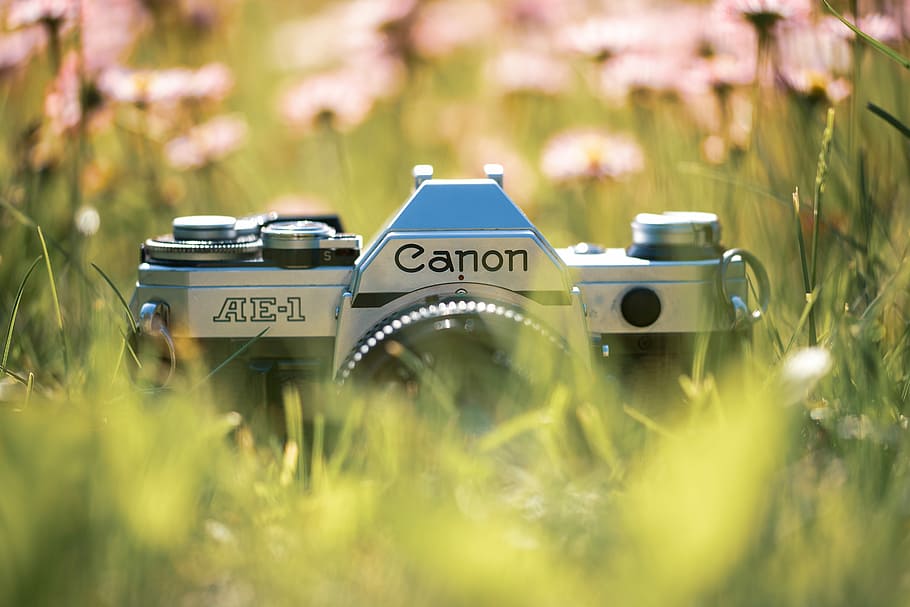 cànon de plata ae, ae-1, càmera slr, gris, canon ae, càmera, verd, herba, cànon, flors silvestres, vell, analògic, flor, bokeh, vintage, sol, primavera, primer pla, per a l'amant dels cànons, llum de fons, pel·lícula, enfocament selectiu, planta, comunicació, text, tecnologia, temes de fotografia, camp, dia, naturalesa, cap gent, terra, guió occidental, equip fotogràfic, a l'aire lliure, color verd, càmera - equip fotogràfic, nombre, tecnologia sense fils, càmera digital, 5K