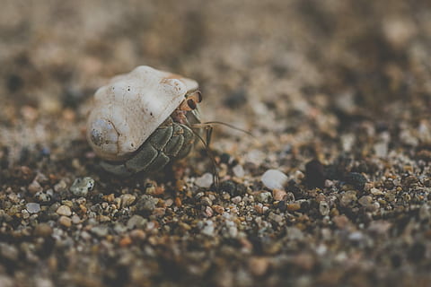 hvit, eremitt, småstein, shell, sand, krabbe, Strand, steiner, eremittkreps, natur, hav, dyreliv, dyre temaer, dyr, dyr i naturen, ett dyr, nærbilde, land, dag, selektiv fokusering, ingen folk, dyreskall, krepsdyr, utendørs, fast, virvelløse, marine, 2K, CC0, offentlig domene, opphavsrett gratis