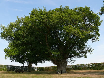 stejar mare, copac, vară, plantă, Culoarea verde, creştere, camp, frumusețe în natură, natură, liniște, nici o persoana, teren, cer, zi, o scenă liniștită, iarbă, în aer liber, mediu inconjurator, peisaj, scenice - natura, scenă non-urbană, verde, 2K, CC0, domeniu public, fără drepturi de autor