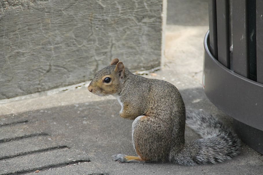 esquirol, encoratjat, assegut, bonic, espessa, cua, animal, rosegador, gris, vida salvatge, amable, tardor, herba, naturalesa, un, a l'aire lliure, mamífer, un animal, fauna animal, animals a la natura, cap gent, centrar-se en primer pla, primer pla, dia, menjar, vertebrats, vista lateral, vigilància, mirant, 4K
