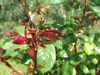 pugó, pugons, marieta, menjars, planta, creixement, full, part de la planta, bellesa a la natura, primer pla, vermell, centrar-se en primer pla, cap gent, dia, naturalesa, color verd, fragilitat, flor, vulnerabilitat, frescor, planta amb flors, arbre, pètal, cap de flor, a l'aire lliure, 2K, CC0, domini públic, lliure de regalies
