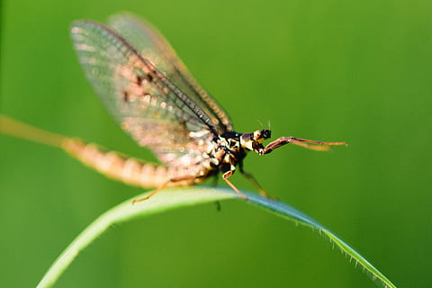 böcek, yusufçuk, makro, sinek, doğa, yeşil, damselfly, kanatlar, hayvan, kanat, Yaprak, kapatmak, yaban hayatı, haşarat, yaz, Ejderha, kırmızı, çimen, fauna, kafa, Sarı, mavi, doğal, renk, kapat, taze, bitki, Çiçek açmak, renkli, parlak, Desen, sezon, dizayn, doku, dekorasyon, mevsimlik, ışık, vahşi hayvanlar, hayvan temaları, hayvan yaban hayatı, yeşil renk, omurgasız, bir hayvan, hayvan kanadı, bitki bölümü, kırılganlık, Güvenlik açığı, insansız, hayvan vücut kısmı, açık havada, doğada güzellik, büyütme, doğal durum, 5K, CC0, kamu malı, telif ücretsiz