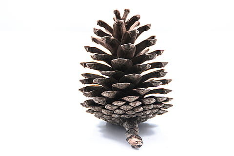 grauer Kiefernmais, graue Kiefer, Mais, Brot, Weiß, Bild, Tannenzapfen, Obst, Natur, isoliert, Nahansicht, Lebensmittel, Weihnachten, weißer Hintergrund, Studioaufnahme, keine Leute, Schönheit, einzelnes Objekt, drinnen, Ananas, ausgeschnitten, kopieren sie platz, Frische, Stillleben, Tropische Frucht, Muster, Essen und Trinken, Pflanze, natürliches Muster, 5K, CC0, gemeinfrei, lizenzfrei