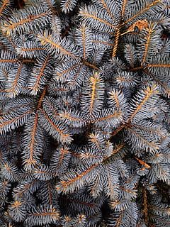 omplir, fotografia de marc, gris, pi, fulles, blanc, taronja, decoració, primer pla, fotografia, arbust, arbre, picea, neu, marc complet, fons, patró, cap gent, planta, naturalesa, arbre de coníferes, vista d’angle alt, pinàcies, bellesa a la natura, dia, hivern, a l'aire lliure, gran grup d'objectes, abundància, creixement, full, marró, roba calenta, 2K, CC0, domini públic, lliure de regalies