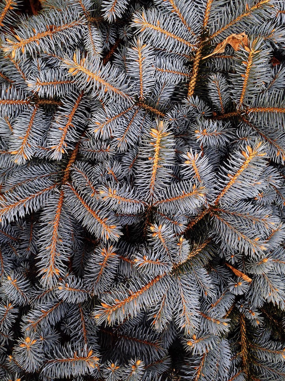 omplir, fotografia de marc, gris, pi, fulles, blanc, taronja, decoració, primer pla, fotografia, arbust, arbre, picea, neu, marc complet, fons, patró, cap gent, planta, naturalesa, arbre de coníferes, vista d’angle alt, pinàcies, bellesa a la natura, dia, hivern, a l'aire lliure, gran grup d'objectes, abundància, creixement, full, marró, roba calenta, 2K