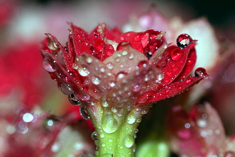 Rosa, gotes, flor, gerds, vermell, aigua, brilli, macro, primer pla, planta, verd, naturalesa, humit, pluja, tassa, els pètals, tirar, rosada, bellesa a la natura, frescor, planta amb flors, cap gent, creixement, pètal, enfocament selectiu, fragilitat, a l'aire lliure, cap de flor, temporada de pluges, gota de pluja, puresa, 4K, CC0, domini públic, lliure de regalies
