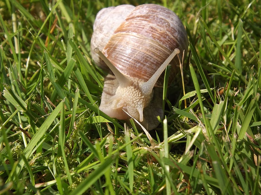 cargol, mol·lusc, shell, herba, animal, fauna animal, invertebrat, temes d'animals, gasteròpode, closca d’animals, un animal, animals a la natura, color verd, planta, primer pla, naturalesa, avorriment, dia, cap gent, part del cos dels animals, viscós, rastreig, nivell superficial, 4K