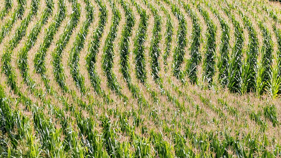 resa del riso, campo, agricoltura, Mais, campo di mais, Linee, archi, modulo, verde, crescita, pianta, terra, colore verde, paesaggio, scena rurale, la tranquillità, fotogramma intero, bellezza nella natura, azienda agricola, raccolto, giorno, nessuno, scena tranquilla, scenics - natura, ambiente, sfondi, natura, all'aperto, piantagione, 2K