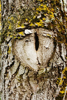 træ, øje, hypnose, natur, træstamme, bark, Skov, træ - materiale, bagagerum, tekstureret, tæt på, plantebark, plante, ru, ingen mennesker, dag, fuld ramme, vækst, mønster, baggrunde, udendørs, fokus på forgrunden, forvitret, naturligt mønster, lichen, tekstureret effekt, 4K, CC0, offentligt domæne, royaltyfrie
