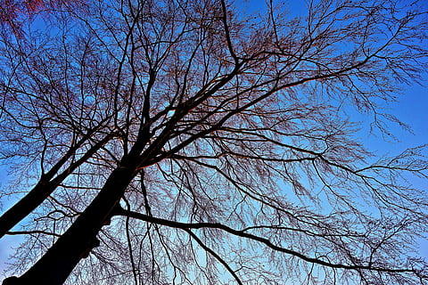 tree, tree top, winter tree, branch, bare branch, skeletal, contours, deciduous tree, leafless tree, slender, blue skies, sky, low angle view, bare tree, plant, nature, tranquility, no people, blue, silhouette, clear sky, beauty in nature, outdoors, day, trunk, tree trunk, tree canopy, forest, growth, 4K, CC0, public domain, royalty free
