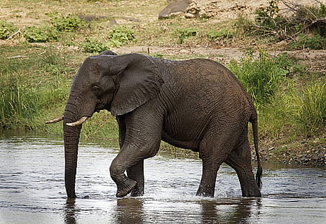 sort, elefant, gå, legeme, vand, flodleje, bagagerum, stor, Afrika, dyreliv, dyre temaer, dyr, dyr i naturen, pattedyr, afrikansk elefant, et dyr, safari, dyr kropsdel, turisme, sidebillede, dyre trunk, ingen mennesker, rejsemål, natur, rejse, drikke, udendørs, 4K, CC0, offentligt domæne, royaltyfrie