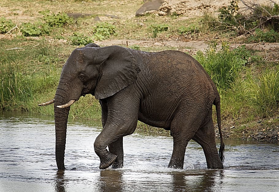 sort, elefant, gå, legeme, vand, flodleje, bagagerum, stor, Afrika, dyreliv, dyre temaer, dyr, dyr i naturen, pattedyr, afrikansk elefant, et dyr, safari, dyr kropsdel, turisme, sidebillede, dyre trunk, ingen mennesker, rejsemål, natur, rejse, drikke, udendørs, 4K