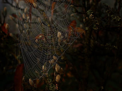 Spinnennetz, Netzwerk, weben, Struktur, Hintergrund, Textur, schließen, Sonnenlicht, Tautropfen, Natur, Banner, kopieren sie platz, Zerbrechlichkeit, Nahansicht, Verletzlichkeit, Fokus auf den Vordergrund, Tag, Schönheit in der Natur, Pflanze, Baum, keine Leute, Tier, Tierthemen, Spinne, wirbellos, draußen, Tiere in freier Wildbahn, natürliches Muster, gefangen, Komplexität, 2K, CC0, gemeinfrei, lizenzfrei