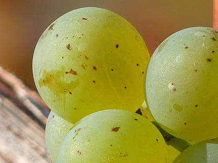 Traube, Trauben, Obst, Rebe, Anbau, Wein, Weiß, Essen und Trinken, Nahansicht, keine Leute, Lebensmittel, drinnen, grüne Farbe, gesundes Essen, Frische, Wohlbefinden, Gelb, Stillleben, Fokus auf den Vordergrund, Tropische Frucht, Mango-Frucht, Tag, Wachstum, Natur, Kaktus, Pflanze, 4K, CC0, gemeinfrei, lizenzfrei