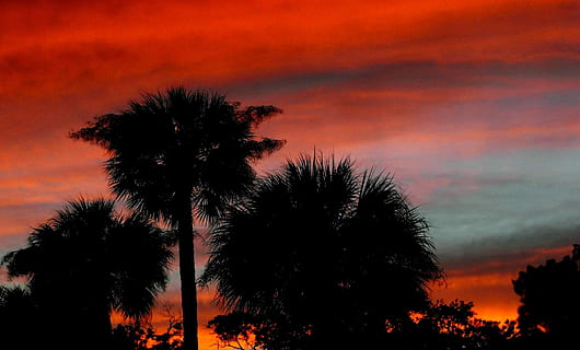sommer, sol, sæt, rød, himmel, træer, syd, syd-, solnedgang, silhuet, træ, plante, skønhed i naturen, Palme træ, scenics - natur, sky - himmel, orange farve, ro, ingen mennesker, tropisk klima, vækst, lav vinkel visning, natur, rolig scene, udendørs, dramatisk himmel, idyllisk, trætop, palmblad, romantisk himmel, 1080P, CC0, offentligt domæne, royaltyfrie