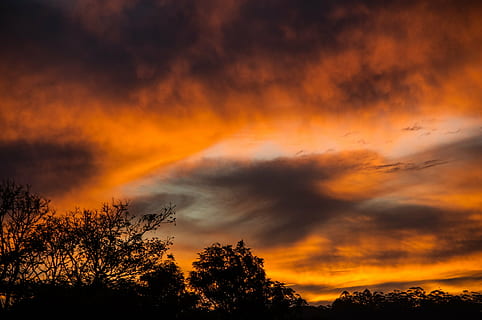 clouds, cloudy, dawn, dusk, nature, silhouette, sky, trees, sunset, cloud - Sky, orange Color, cloudscape, outdoors, tree, beauty in nature, dramatic sky, scenics - nature, plant, tranquility, no people, idyllic, tranquil scene, awe, low angle view, majestic, dark, meteorology, treetop, romantic sky, 2K, CC0, public domain, royalty free