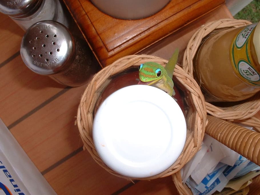 gekko, frokost, øgle, skapning, reptil, dyreliv, kjæledyr, krypdyr, karakter, søt, container, høy vinkel visning, innendørs, rett over, mat og Drikke, tre - materiale, ingen folk, husholdningsutstyr, bord, mat, kurv, flaske, stilleben, kjøkkenredskap, finansiere, hjemlige rom, saltbøsse, nærbilde, papirvaluta, bolle, glass, 720P