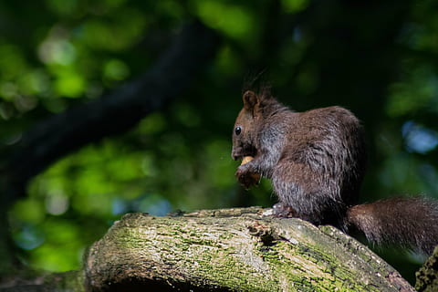 wiewiórka, drzewo, nager, odlew, swannery, park, Park Miejski, zwierzę, Natura, środowisko, kreatura, zwierzęca przyroda, tematy zwierzęce, ssak, jedno zwierzę, zwierzęta na wolności, gryzoń, skupić się na pierwszym planie, żadnych ludzi, roślina, kręgowiec, Oddział, dzień, na dworze, las, drewno - materiał, skała, szczekać, 5K, CC0, domena publiczna, darmowe zdjęcia
