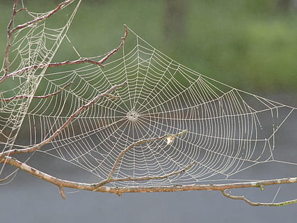 macro photography, spiderweb, spider web, dew, pattern, insect, design, geometry, silk, natural, trap, net, fragility, vulnerability, close-up, no people, beauty in nature, nature, focus on foreground, day, natural pattern, water, outdoors, wet, plant, complexity, spider, tranquility, drop, 2K, CC0, public domain, royalty free