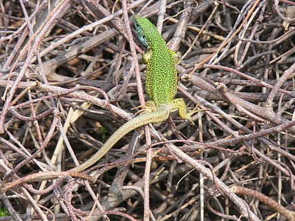 llangardaix, verd, blau, rèptil, animal, vida salvatge, naturalesa, drac, fauna animal, temes d'animals, animals a la natura, planta, un animal, dia, cap gent, primer pla, branca, invertebrat, color verd, terra, a l'aire lliure, centrar-se en primer pla, insecte, part de la planta, camp, arbre, verinós, 2K, CC0, domini públic, lliure de regalies