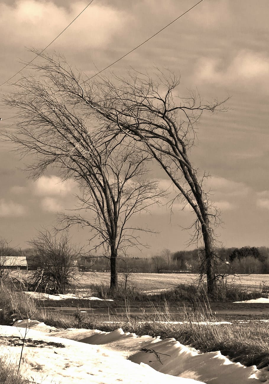 træer, vind, vinter, sepia, sne, natur, koldtemperatur, træ, landskab, udendørs, ingen mennesker, kold temperatur, himmel, plante, sky - himmel, bare træ, scenics - natur, skønhed i naturen, Mark, ro, rolig scene, jord, vand, ikke-urbane scene, miljø, kold, 2K