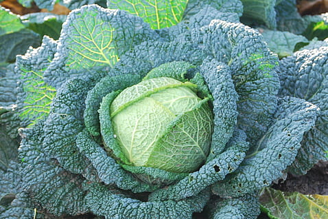 col verde, vegetal, repollo, comida y bebida, alimentación saludable, comida, color verde, frescura, bienestar, de cerca, día, nadie, hoja, vista de alto ángulo, parte de la planta, crecimiento, agricultura, naturaleza, al aire libre, planta, mercado, 1080P, CC0, dominio público, libre de derechos