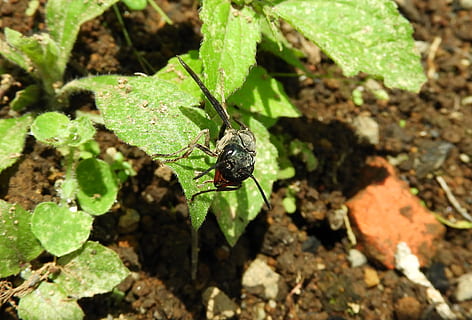 nature, insect, leaf, small, animal, animal themes, animals in the wild, animal wildlife, plant part, invertebrate, one animal, green color, no people, close-up, plant, day, high angle view, growth, sunlight, outdoors, focus on foreground, 4K, CC0, public domain, royalty free