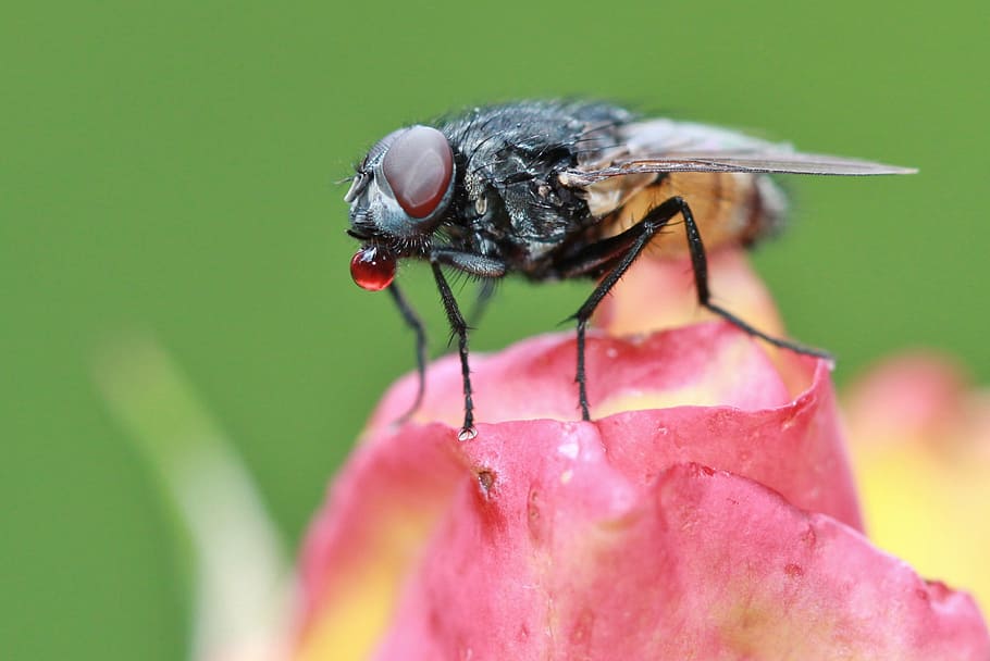 hoverfly, posat, rosa, pètals de flors, selectiu, focalitzar la fotografia, volar, insecte, animal, tancar, fauna, flor, macro d'insectes, macro, flora, rosebud, florir, naturalesa, cames, degoteig, pelut, jardí, estiu, fotografia macro, planta, un animal, fauna animal, primer pla, animals a la natura, temes d'animals, cap gent, dia, a l'aire lliure, invertebrat, fragilitat, vulnerabilitat, planta amb flors, bellesa a la natura, pètal, ala dels animals, cap de flor, polinització, ull d’animals, 2K