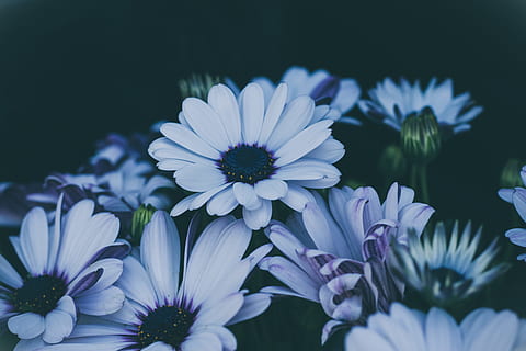 blanc, flors de margarida, primer pla, tir, gris, flors, tancar la fotografia, naturalesa, flor, margarida, planta, estiu, pètal, bellesa a la natura, fons, frescor, macro, cap de flor, porpra, fragilitat, cap gent, planta amb flors, vulnerabilitat, inflorescència, creixement, osteospermum, enfocament selectiu, pol·len, Color blanc, arranjament floral, 5K, CC0, domini públic, lliure de regalies