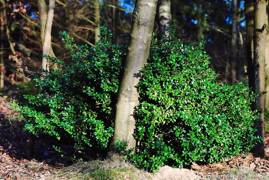 Wald, Bäume, Stimmung, Gegenlicht, Lichteinfall, Januar, Natur, Landschaft, Himmel, Winter, Wintersonne, Immergrün, Pflanze, Wachstum, Baum, Land, Kofferraum, Baumstamm, grüne Farbe, Schönheit in der Natur, Ruhe, Tag, keine Leute, draußen, Feld, Sonnenlicht, ruhige Szene, Fokus auf den Vordergrund, Blatt, Bambuspflanze, 5K